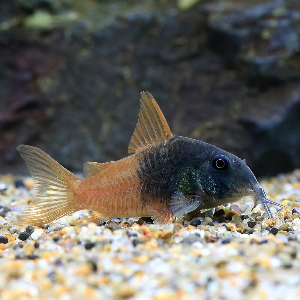 （熱帯魚）コリドラス・ビーコンコロール（ワイルド）（1匹）　北海道・九州航空便要保温