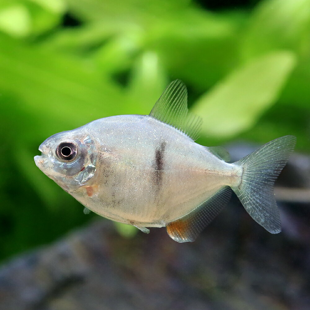 （熱帯魚）ブラックバンデッドメチニス（ブリード）（1匹）　北海道・九州航空便要保温