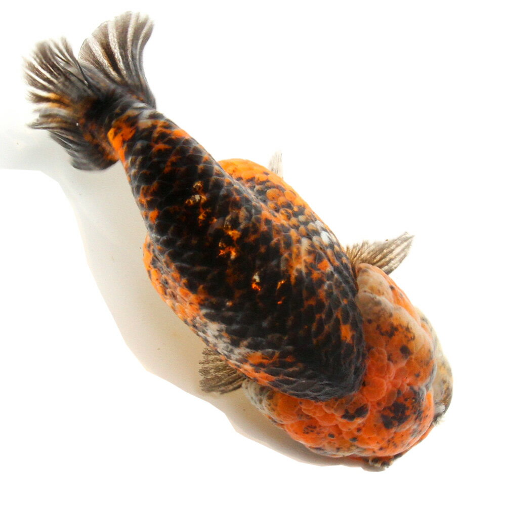 （金魚）一点物　らんちゅう　14cm±　（外国産）（1匹）　北海道・九州航空便要保温
