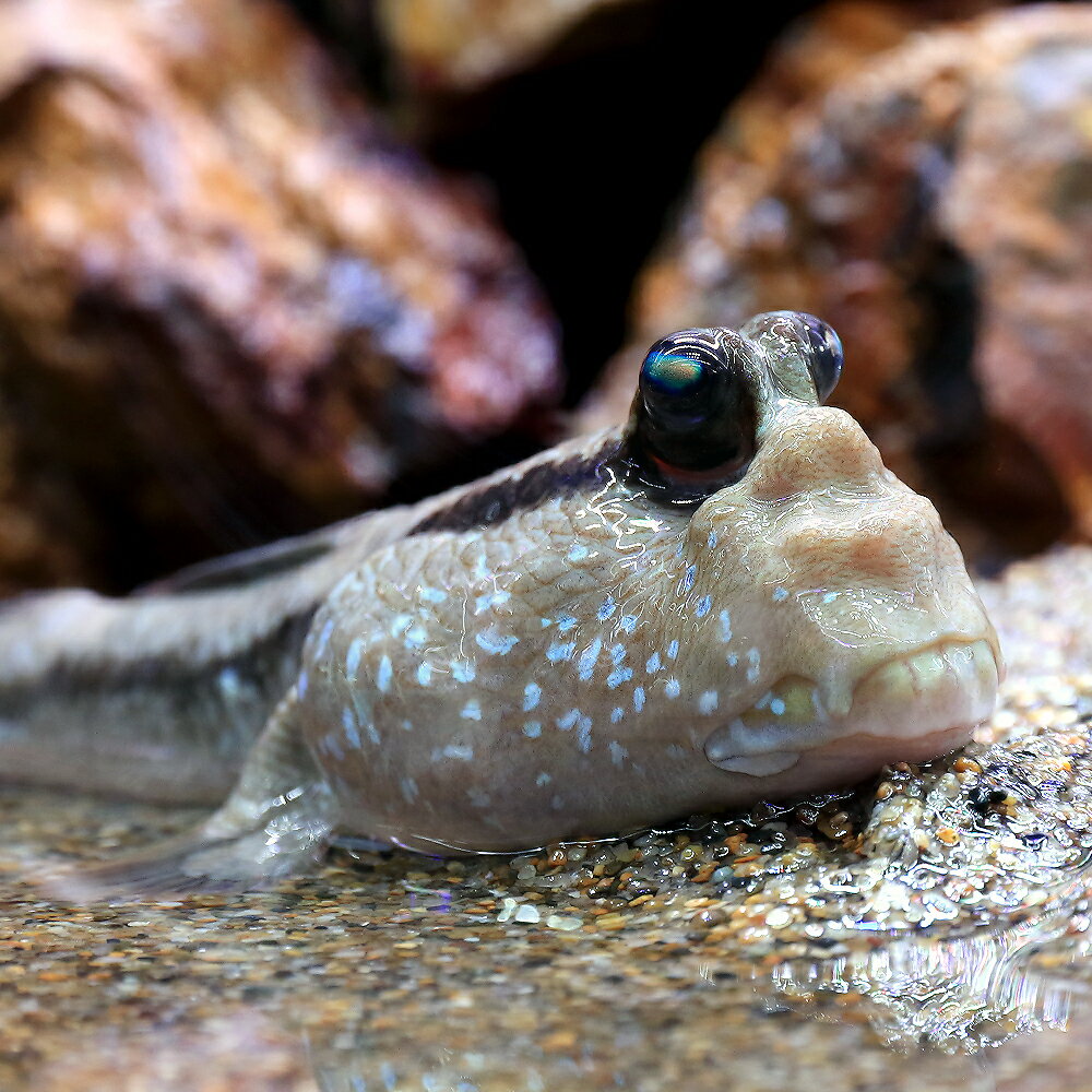 （熱帯魚）一点物　ジャイアントマッドスキッパー（1匹）　北海道・九州航空便要保温