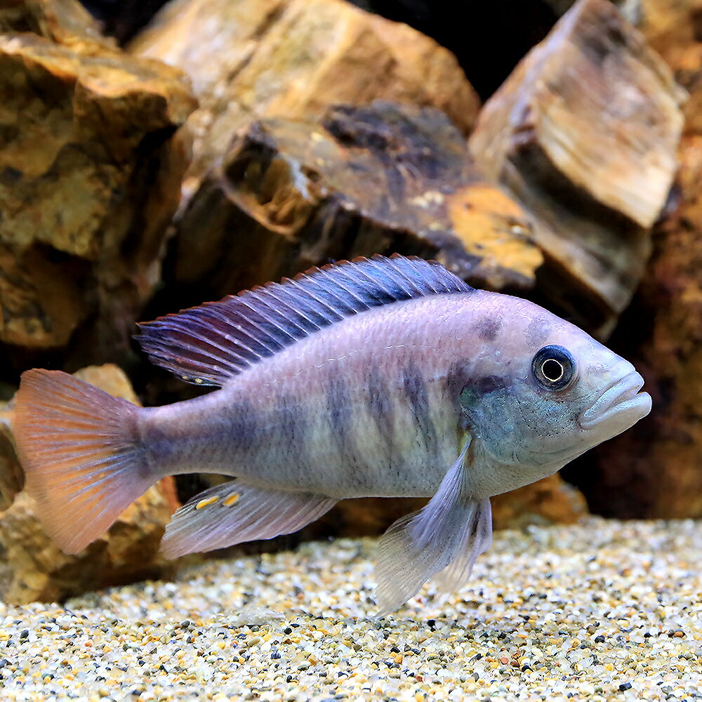 （熱帯魚）ハプロクロミス・ニエレレィ　ルティアイランド　Lサイズ（1匹）　北海道・九州航空便要保温