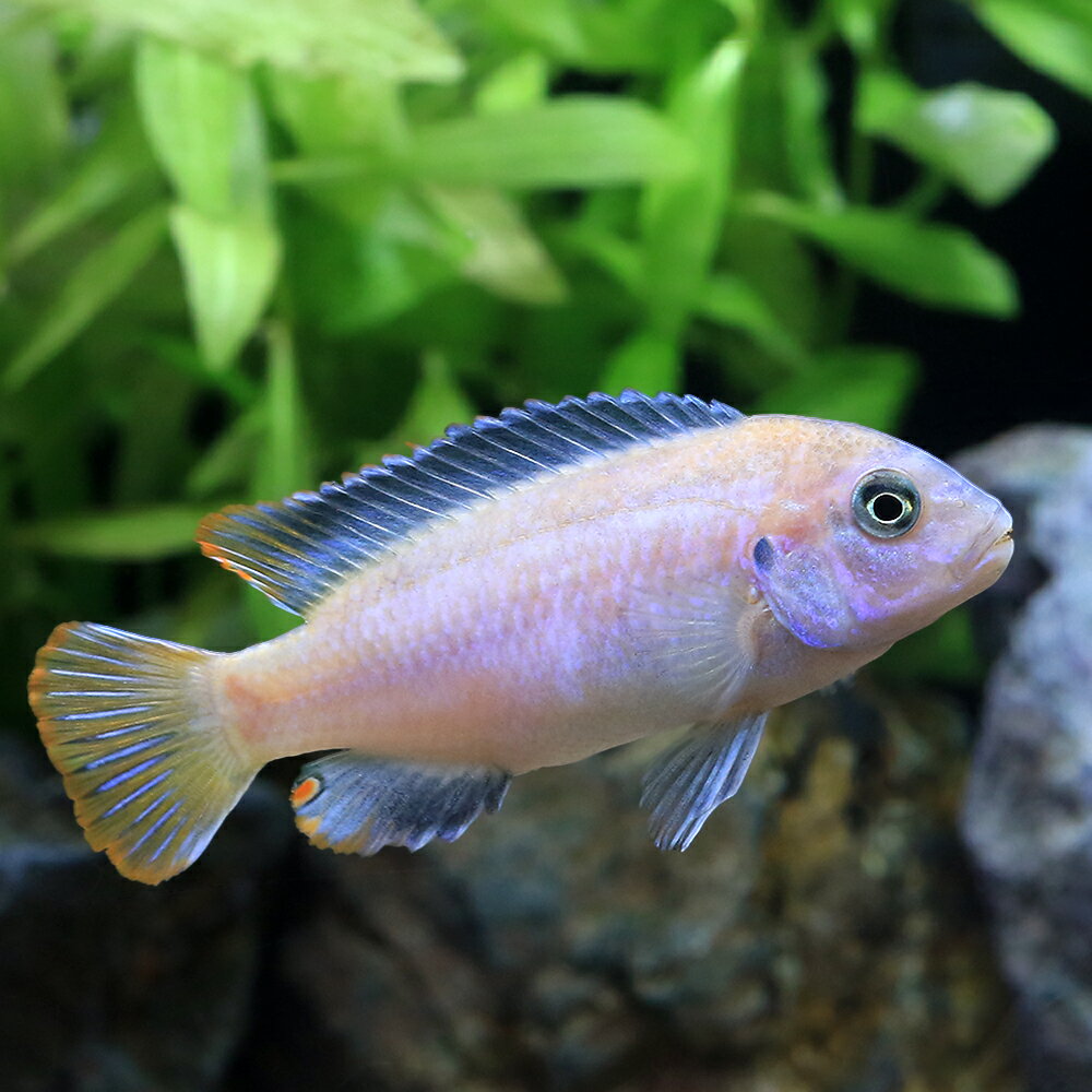 （熱帯魚）シュードトロフェウス　sp．メンベディープ（1ペア）　北海道・九州航空便要保温