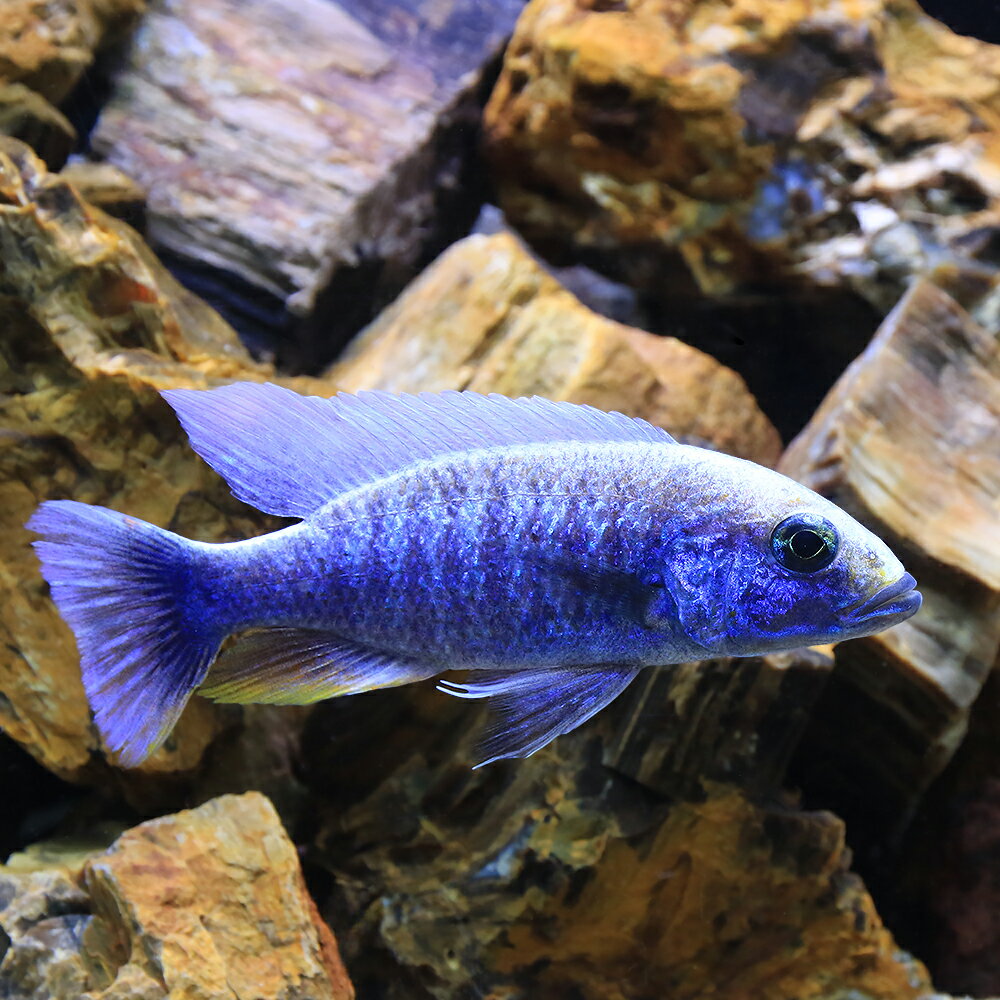 （熱帯魚）スキアエノクロミス・フライエリィ　アイスバーグ　Lサイズ（1匹）　北海道・九州航空便要保温