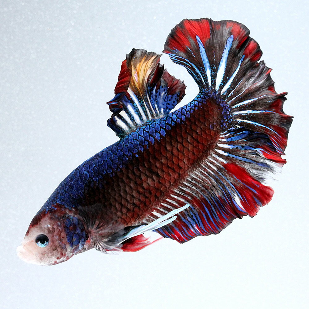 （熱帯魚）一点物　鯉ベタ・ジャイアントプラカット　コイカラー　ニモ（キャンディー）オス（1匹）　北海道・九州航空便要保温　関東当日便