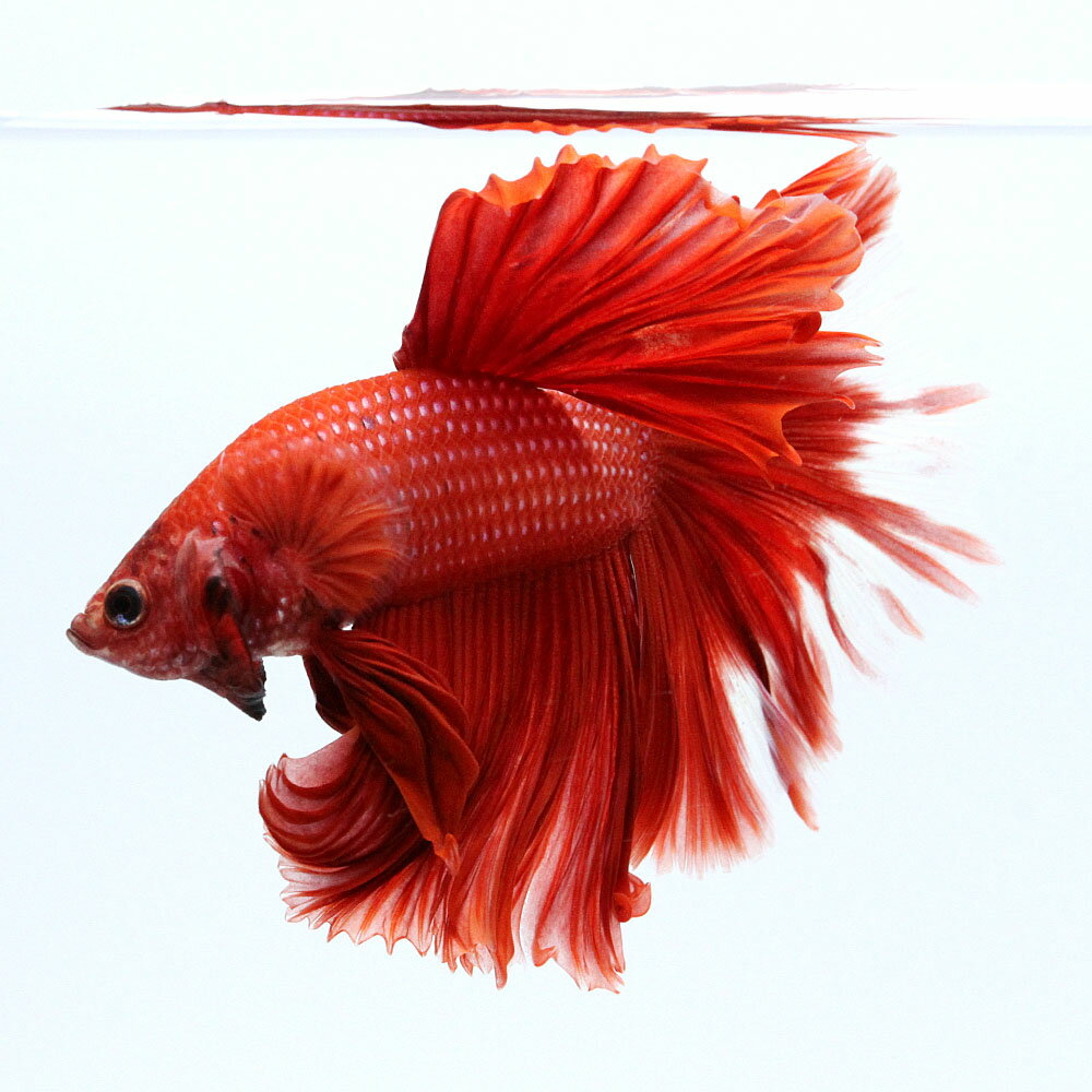 （熱帯魚）一点物　ベタ　ハーフムーン　レッド　オス（1匹）　北海道・九州航空便要保温