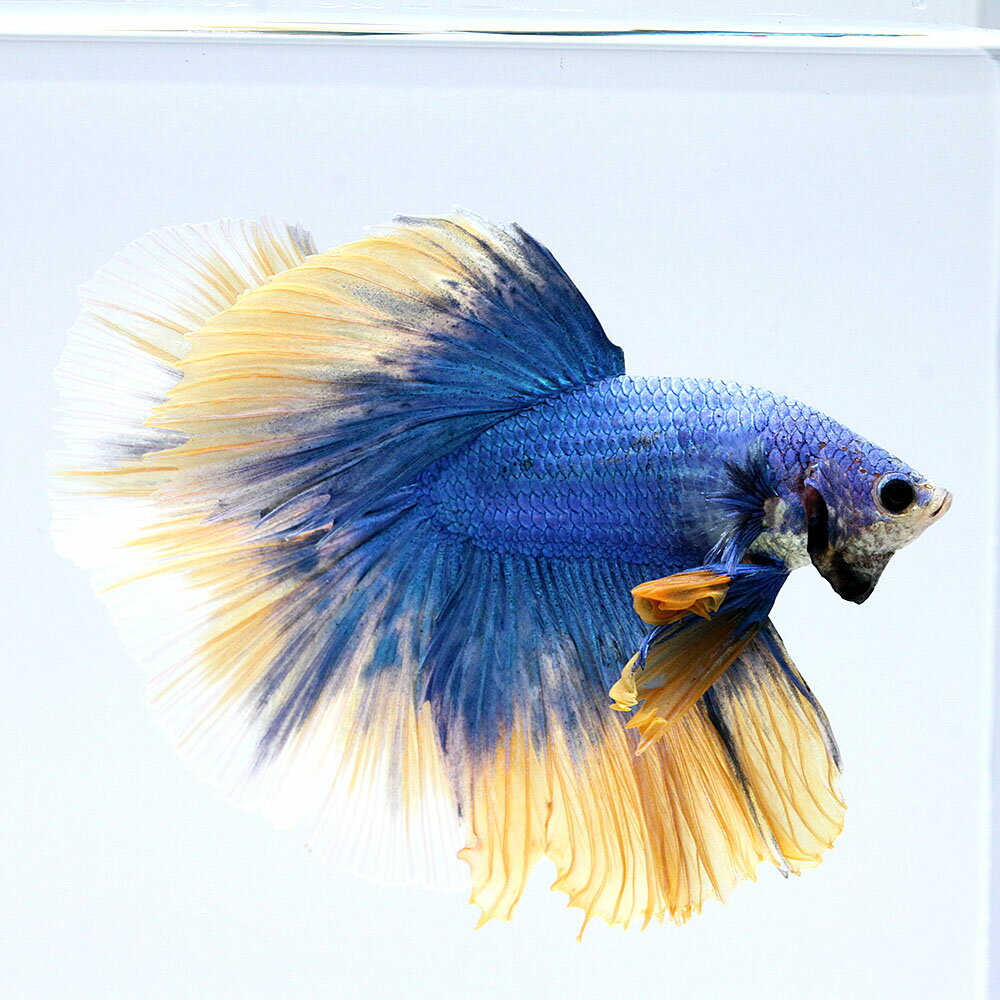 （熱帯魚）一点物　ベタ　ハーフムーン　マスタード　オス（1匹）　北海道・九州航空便要保温