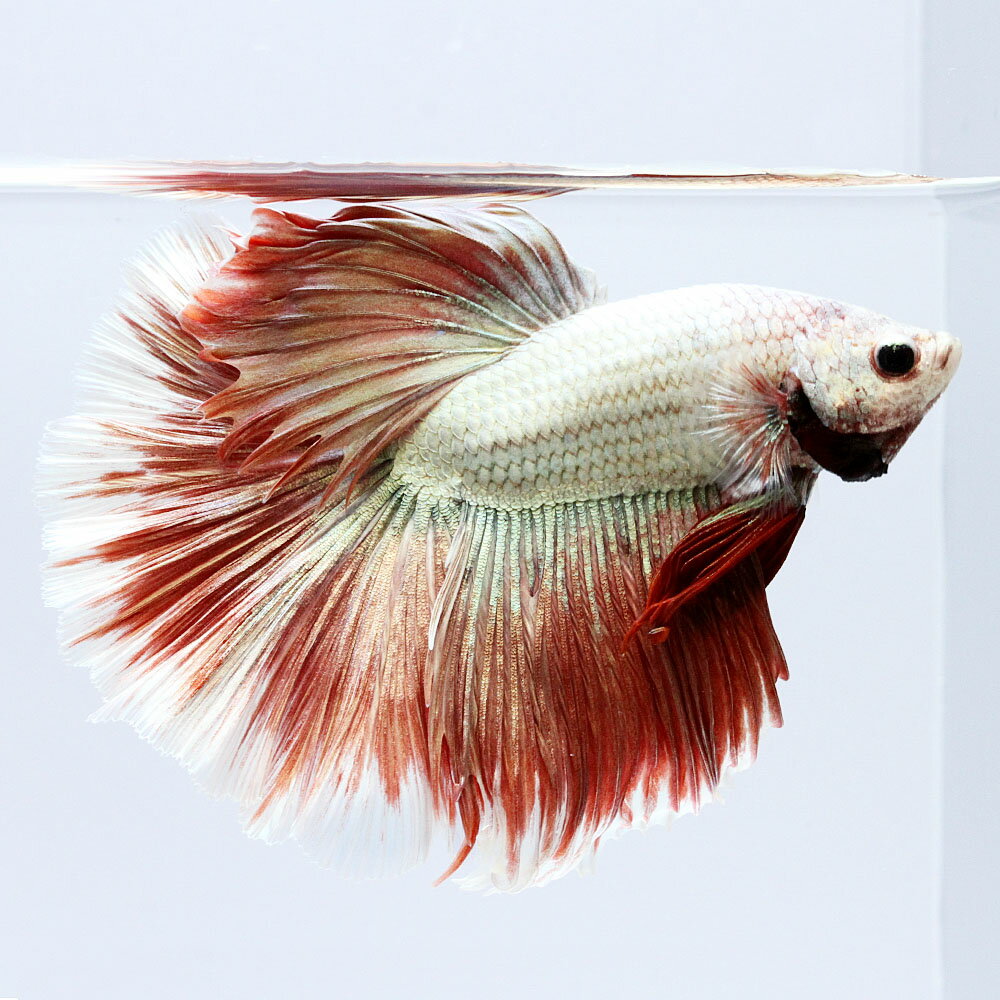 （熱帯魚）一点物　ベタ　ハーフムーン　レッドドラゴン　オス（1匹）　北海道・九州航空便要保温