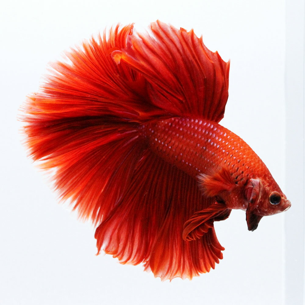 （熱帯魚）一点物　ベタ　ハーフムーン　レッド　オス（1匹）　北海道・九州航空便要保温