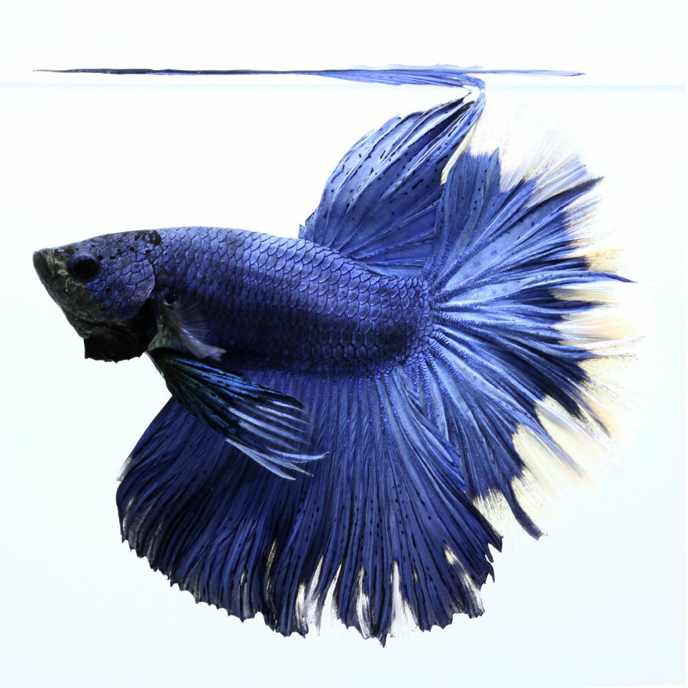 （熱帯魚）一点物　ベタ　ハーフムーン　ブルー　オス（1匹）　北海道・九州航空便要保温