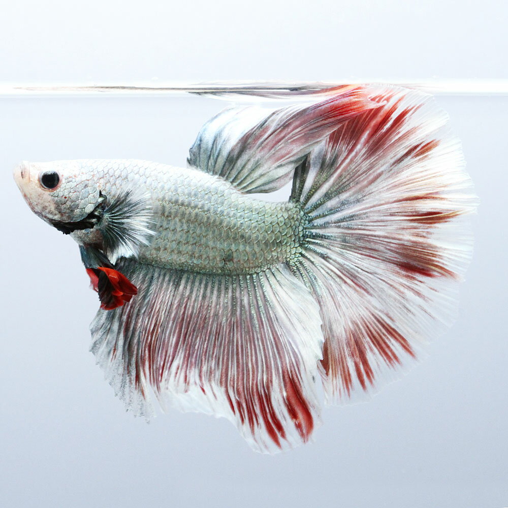 （熱帯魚）一点物　ベタ　ハーフムーン　コッパーレッド　オス（1匹）　北海道・九州航空便要保温