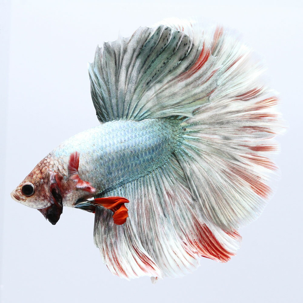 （熱帯魚）一点物　ベタ　ハーフムーン　コッパーレッド　オス（1匹）　北海道・九州航空便要保温