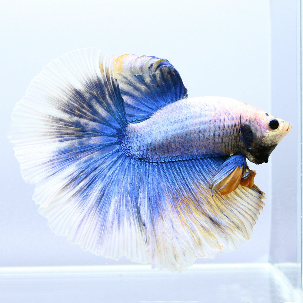 （熱帯魚）一点物　ベタ　ハーフムーン　ブルー＆イエローマーブル　オス（1匹）　北海道・九州航空便要保温