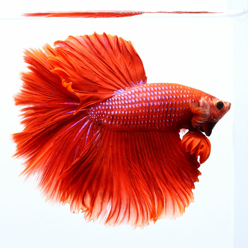 （熱帯魚）一点物　ベタ　ハーフムーン　レッド　オス（1匹）　北海道・九州航空便要保温