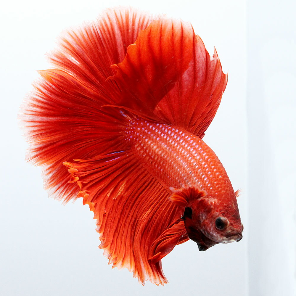 （熱帯魚）一点物　ベタ　ハーフムーン　レッド　オス（1匹）　北海道・九州航空便要保温