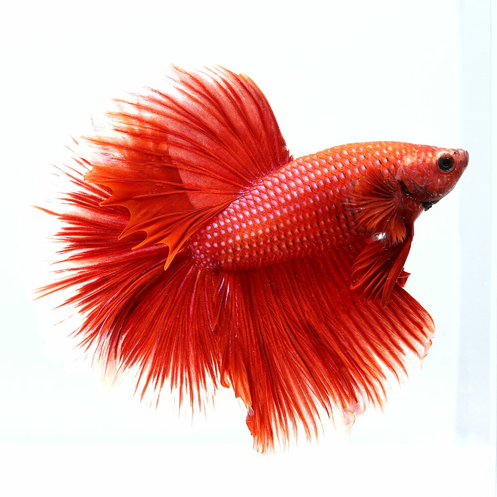 （熱帯魚）一点物　ベタ　ハーフムーン　レッド　オス（1匹）　北海道・九州航空便要保温