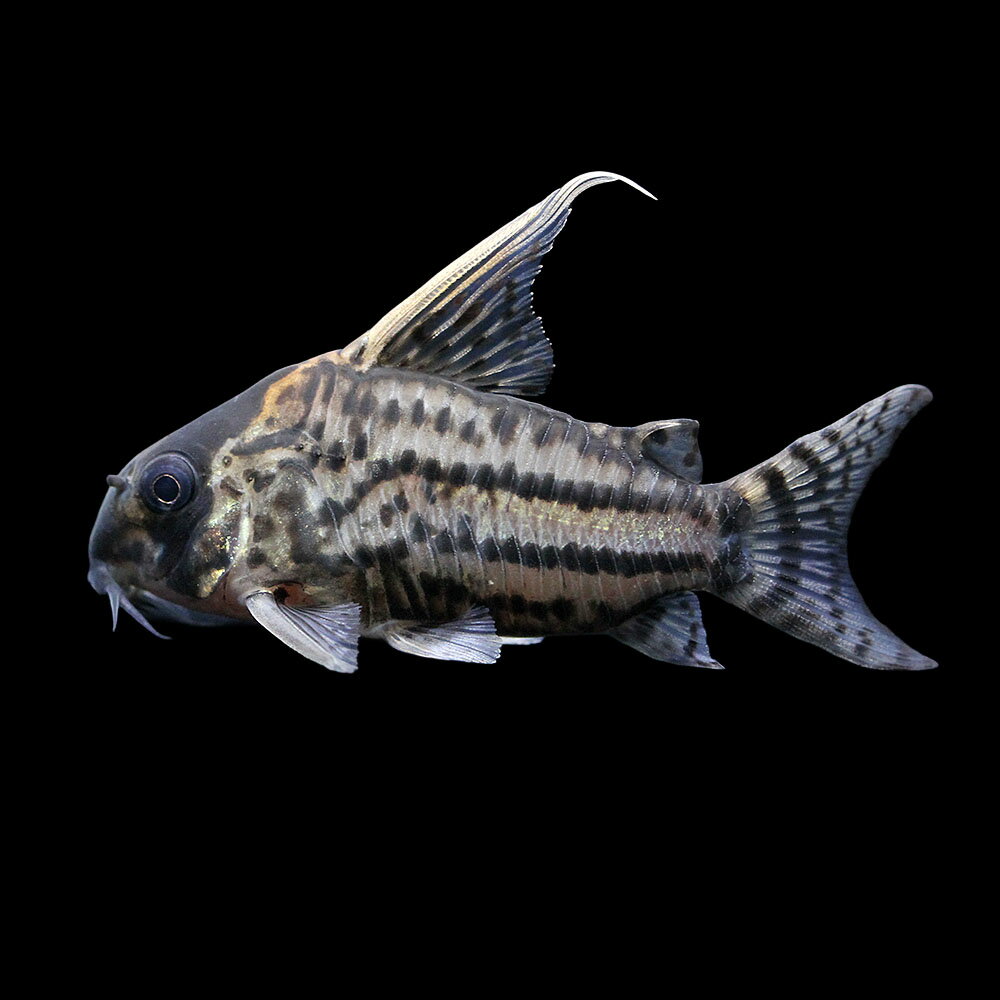 （熱帯魚）一点物　コリドラス　スーパーシュワルツィ（ワイルド）（1匹）　北海道・九州航空便要保温...
