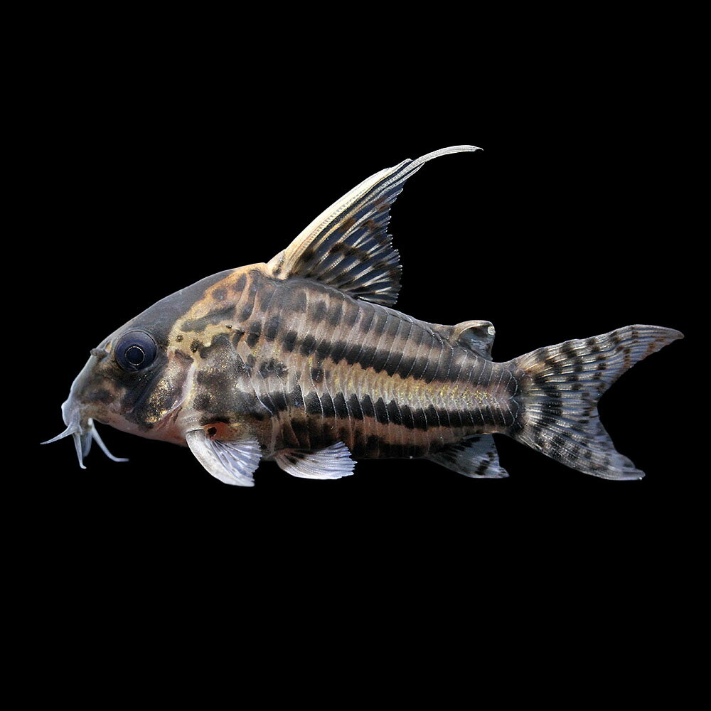 （熱帯魚）一点物　コリドラス　スーパーシュワルツィ（ワイルド）（1匹）　北海道・九州航空便要保温...