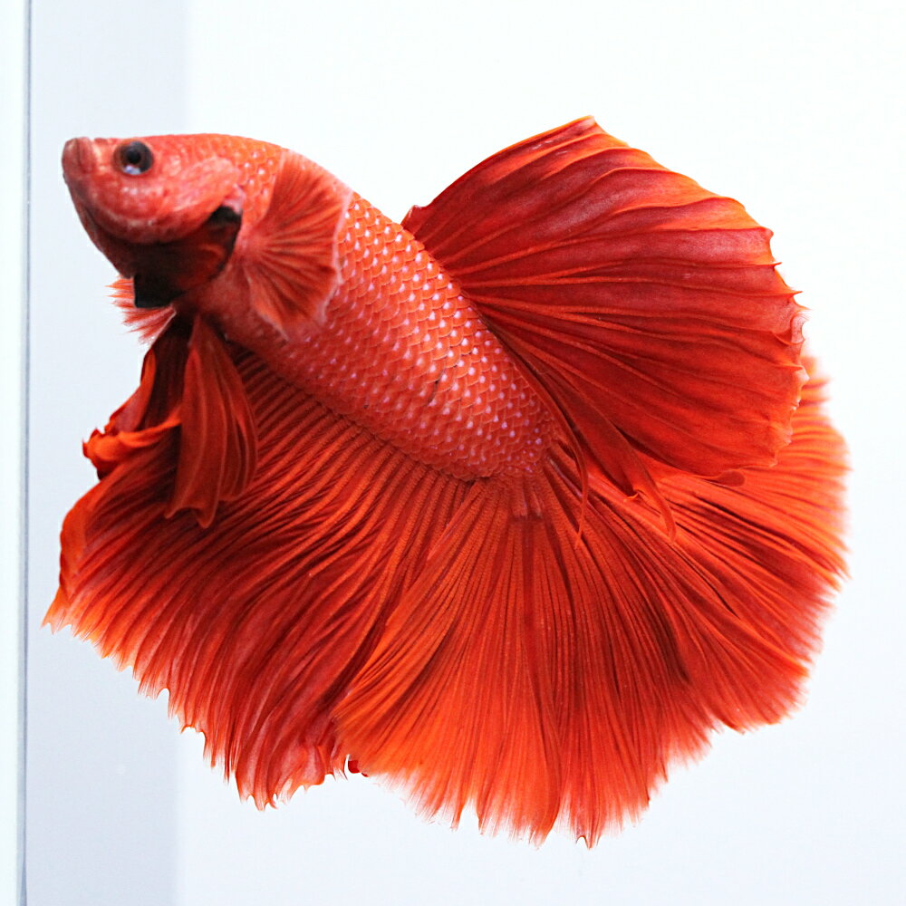 （熱帯魚）一点物　ベタ　ハーフムーン　レッド　オス（1匹）　北海道・九州航空便要保温