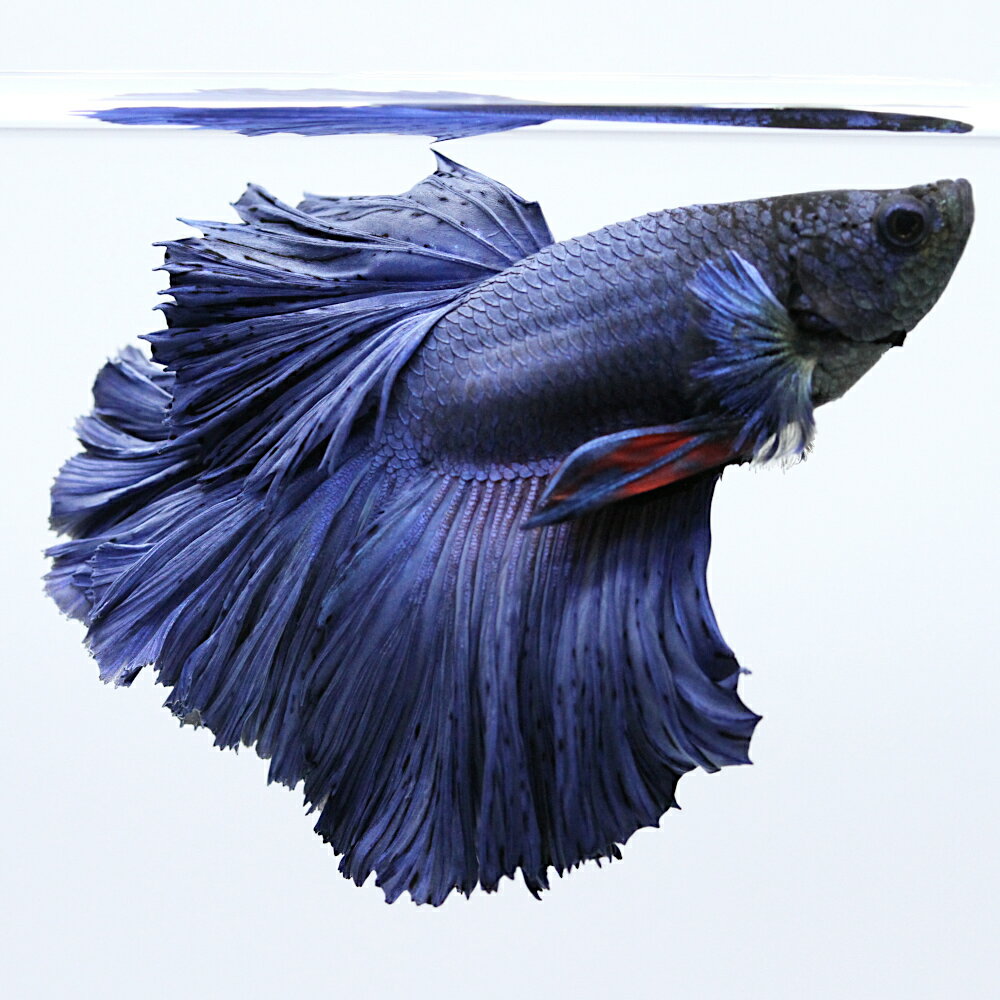 （熱帯魚）一点物　ベタ　ハーフムーン　ブルー　オス（1匹）　北海道・九州航空便要保温