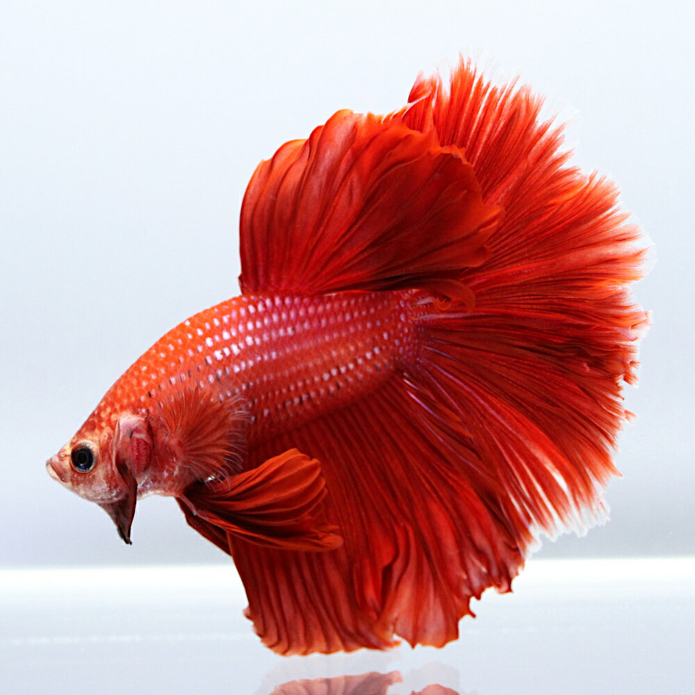 （熱帯魚）一点物　ベタ　ハーフムーン　レッド　オス（1匹）　北海道・九州航空便要保温