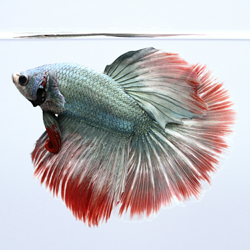 （熱帯魚）一点物　ベタ　ハーフムーン　コッパーレッド　オス（1匹）　北海道・九州航空便要保温