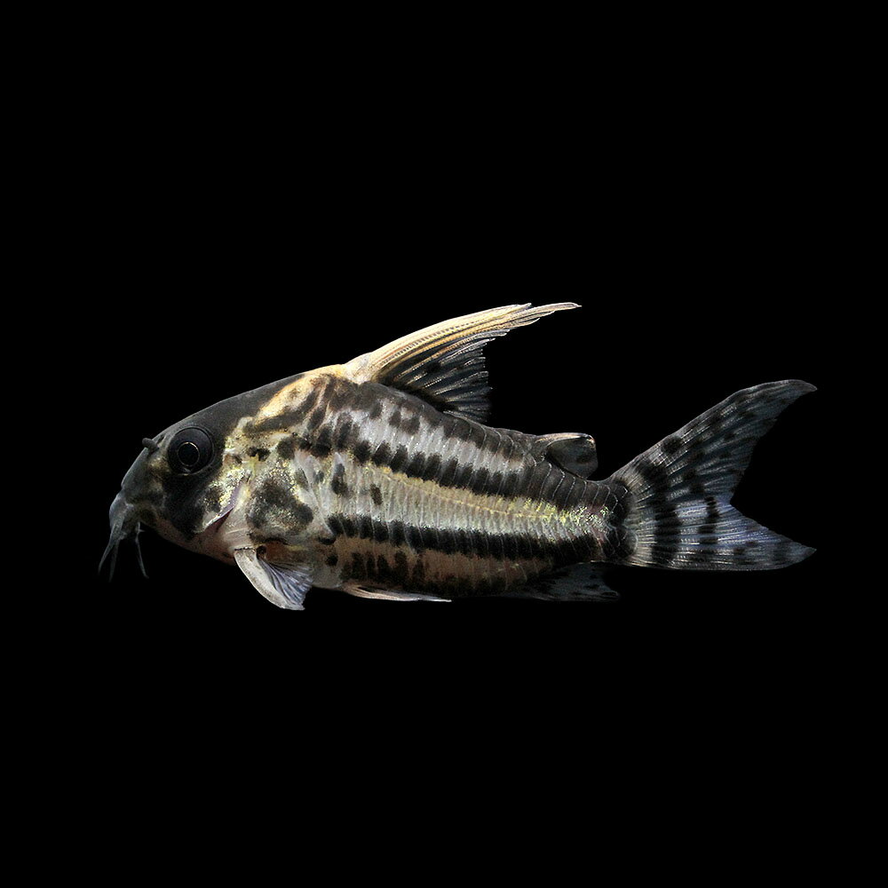 （熱帯魚）一点物　コリドラス　スーパーシュワルツィ（ワイルド）（1匹）　北海道・九州航空便要保温