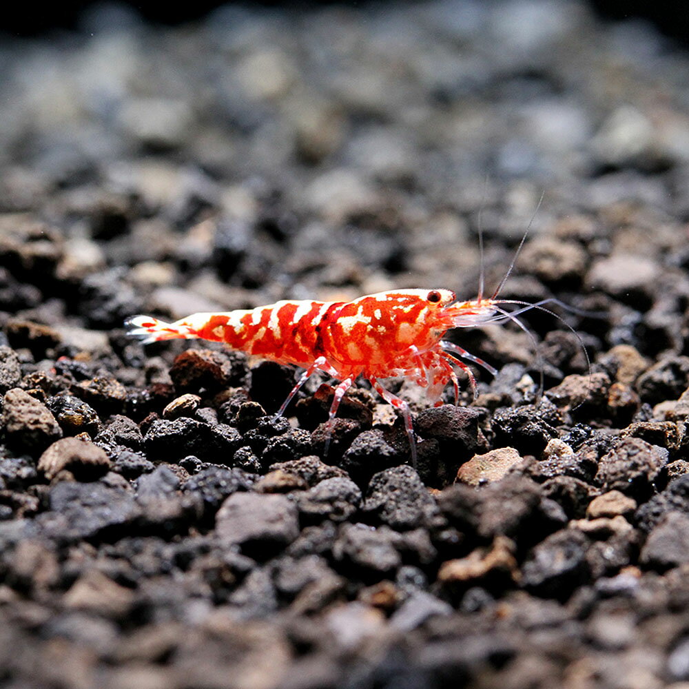 �ʥ��ӡ˰���ʪ����åɥ���饯�����ե��å���ܡ��󡡥�����ס�1�ڥ��ˡ��̳�ƻ���彣�Ҷ������ݲ�