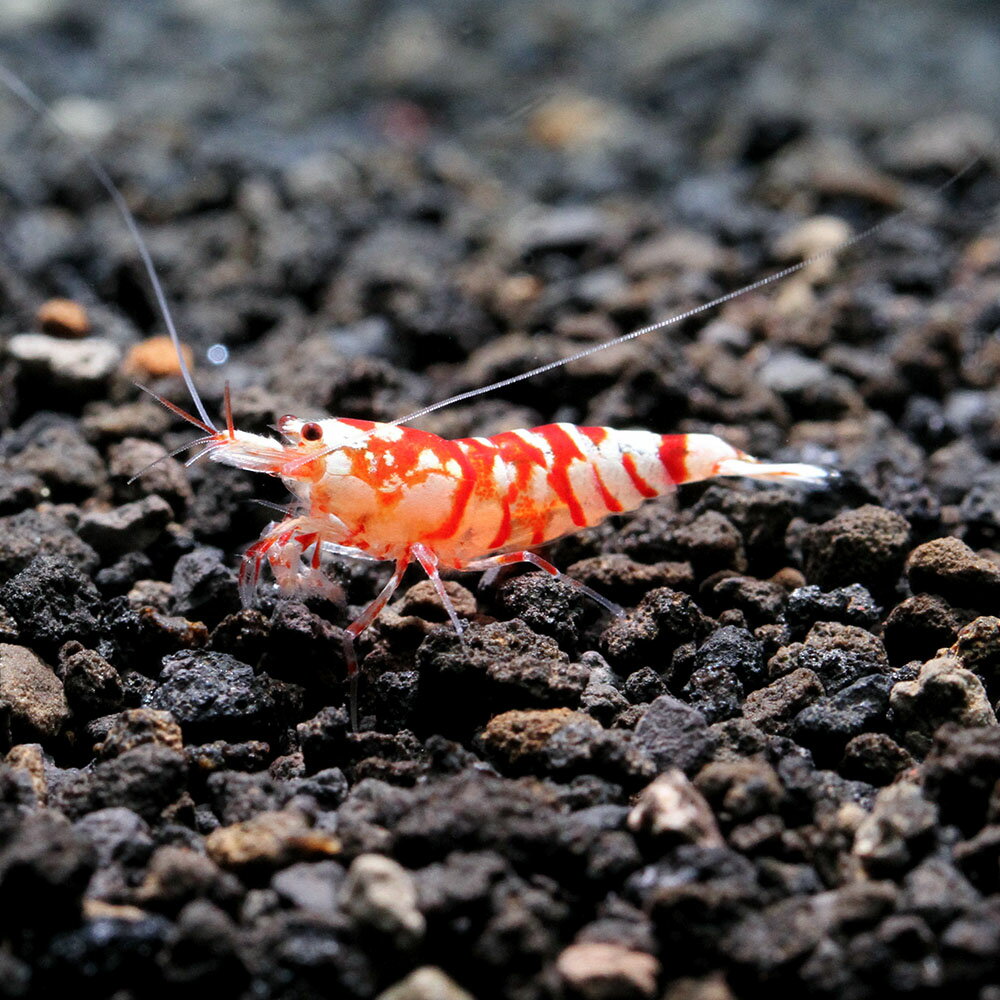 �ʥ��ӡ˰���ʪ����åɥե��󥷡���������������ס�1�ڥ��ˡ��̳�ƻ���彣�Ҷ������ݲ�