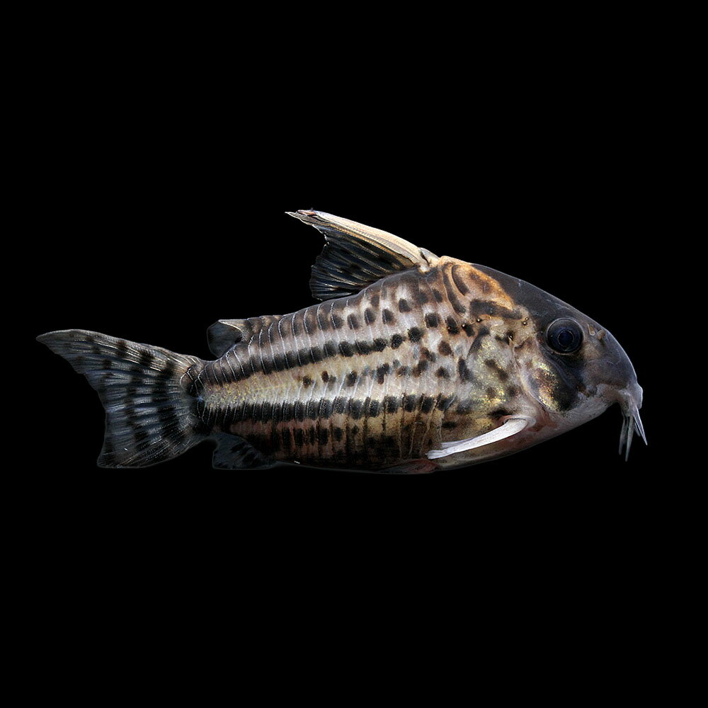 （熱帯魚）一点物　コリドラス　スーパーシュワルツィ（ワイルド）（1匹）　北海道・九州航空便要保温