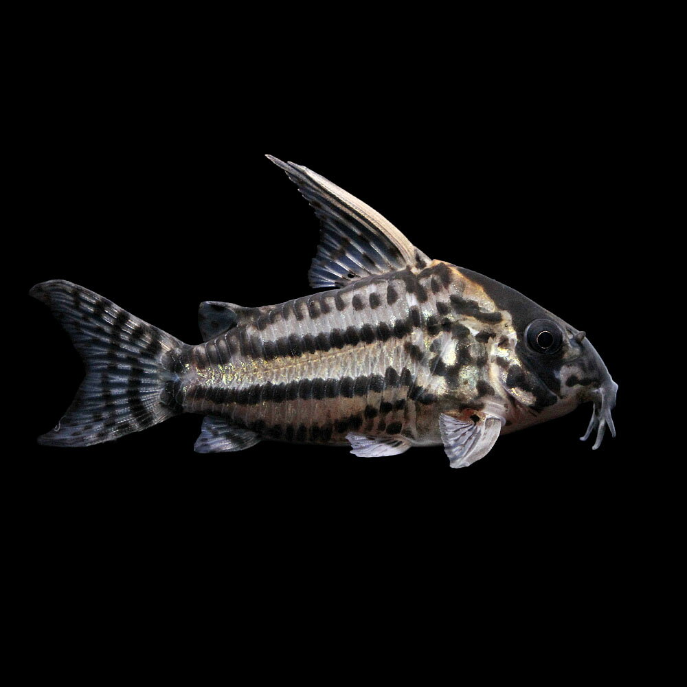 （熱帯魚）一点物　コリドラス　スーパーシュワルツィ（ワイルド）（1匹）　北海道・九州航空便要保温