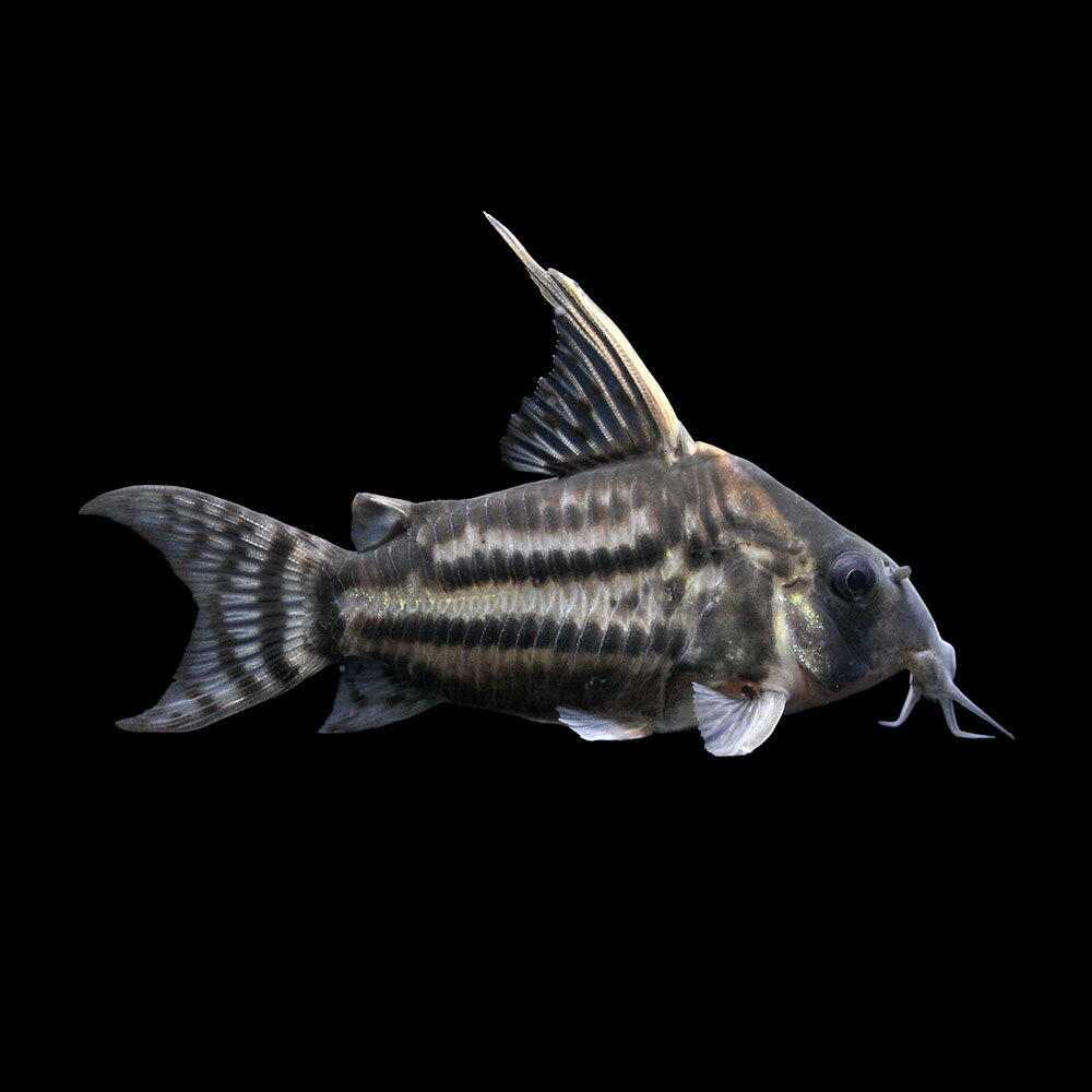 （熱帯魚）一点物　コリドラス　スーパーシュワルツィ（ワイルド）（1匹）　北海道・九州航空便要保温