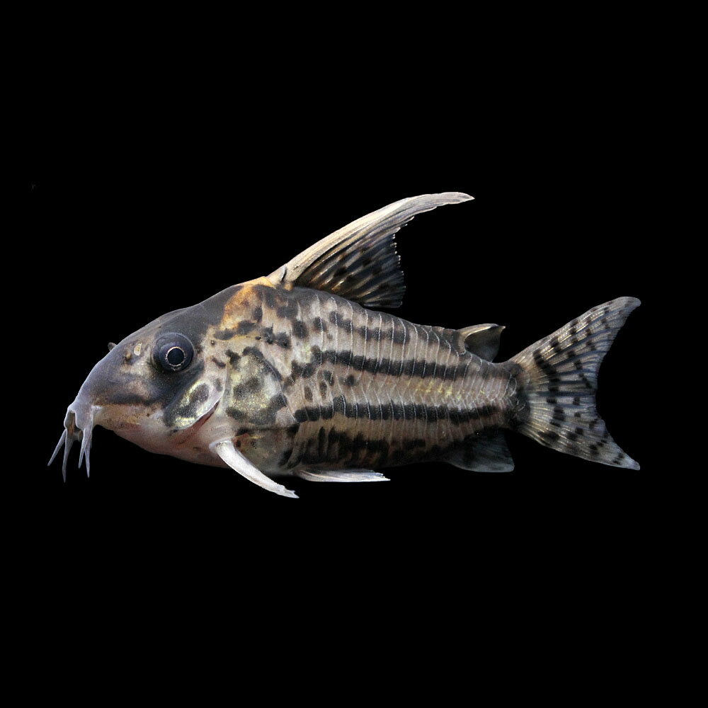 （熱帯魚）（B品）一点物　コリドラス　スーパーシュワルツィ（ワイルド）（1匹）　北海道・九州航空便要 ...