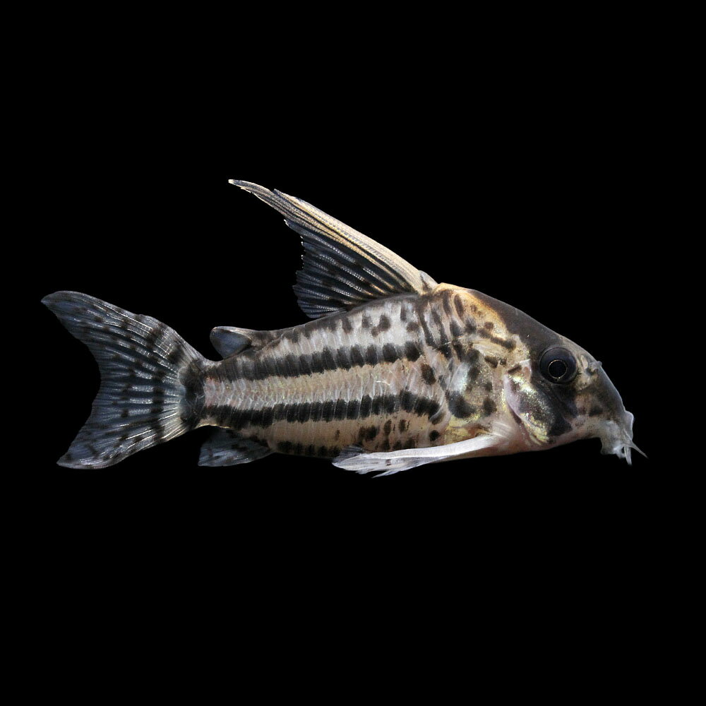 （熱帯魚）一点物　コリドラス　スーパーシュワルツィ（ワイルド）（1匹）　北海道・九州航空便要保温