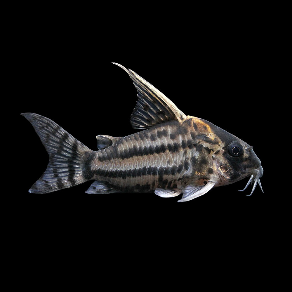 （熱帯魚）一点物　コリドラス　スーパーシュワルツィ（ワイルド）（1匹）　北海道・九州航空便要保温