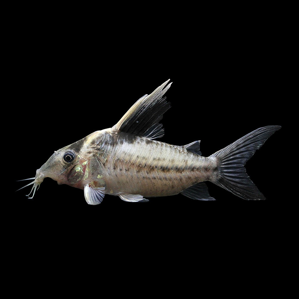 （熱帯魚）一点物　コリドラス　ロブスタス（ワイルド）約9cm（1匹）　北海道・九州航空便要保温