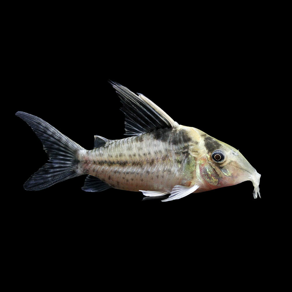 （熱帯魚）一点物　コリドラス　ロブスタス（ワイルド）約9cm（1匹）　北海道・九州航空便要保温