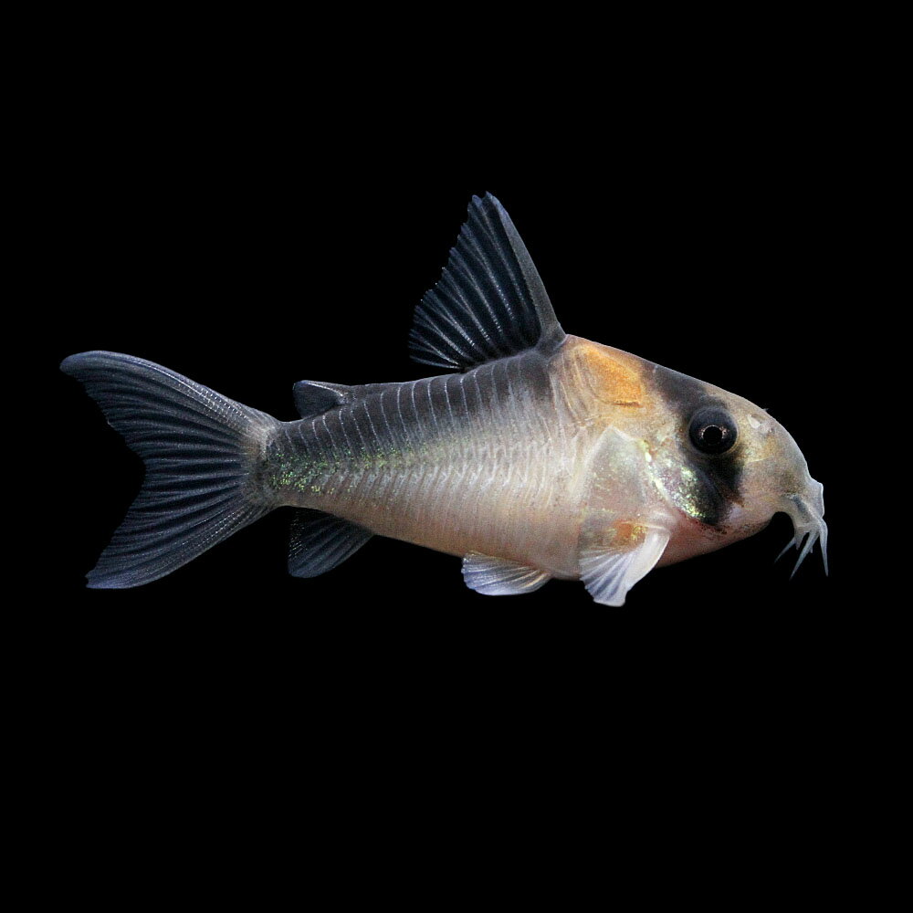 （熱帯魚）一点物　コリドラス　デュプリカレウス　ショートボティ（ワイルド）（1匹）　北海道・九州航空便要保温