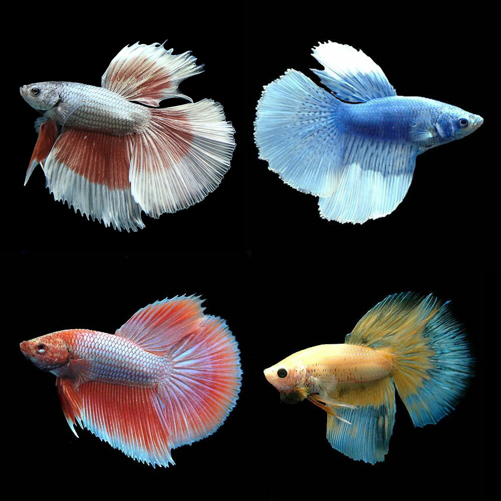 （熱帯魚）ベタ・スーパーデルタテール　バタフライ　色指定なし（オス）（1匹）　北海道・九州航空便要保 ...