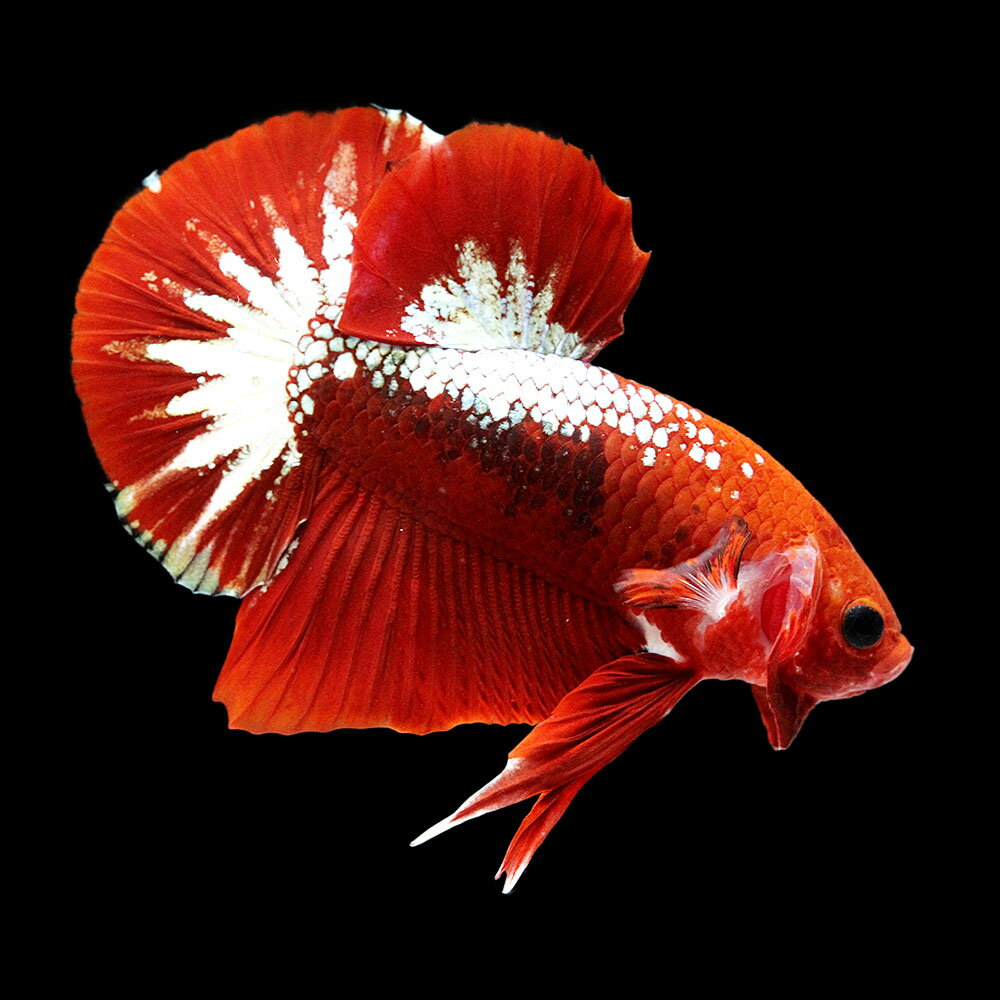 （熱帯魚）一点物　ベタ・ハーフムーンプラカット　ヘルボーイ　オス（1匹）　北海道・九州航空便要保温　関東当日便