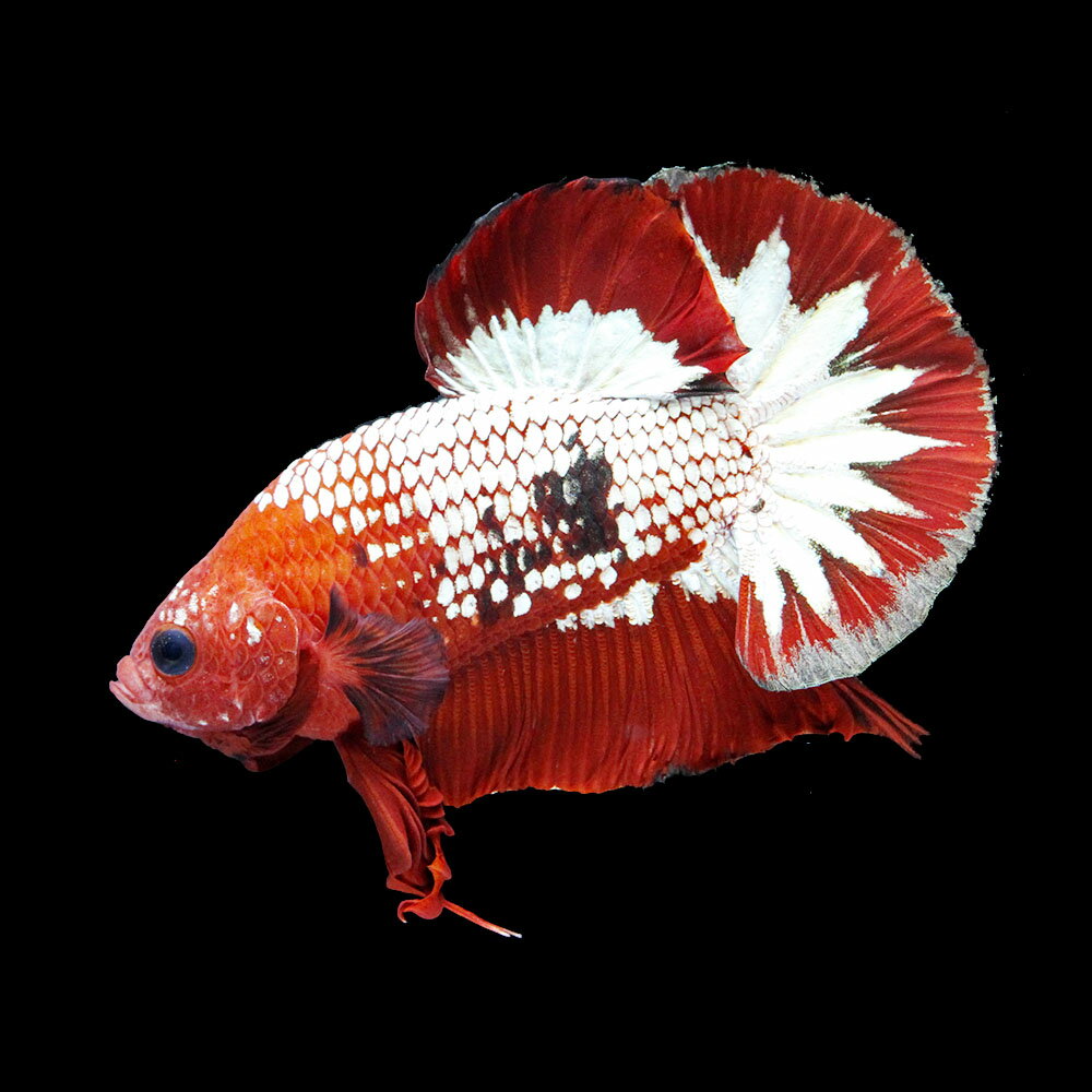 （熱帯魚）一点物　ベタ・ハーフムーンプラカット　ヘルボーイ　オス（1匹）　北海道・九州航空便要保温　関東当日便