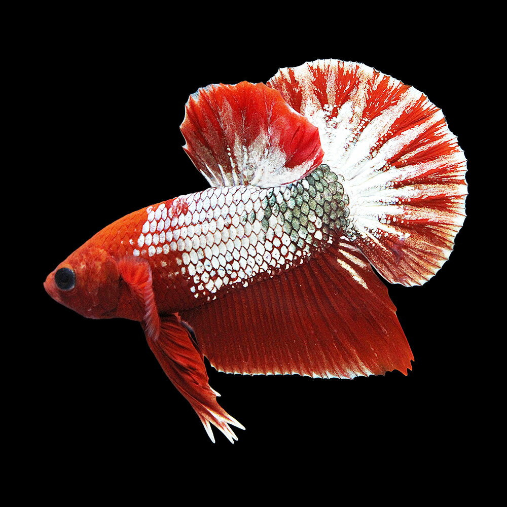 （熱帯魚）一点物　ベタ・ハーフムーンプラカット　ヘルボーイ　オス（1匹）　北海道・九州航空便要保温　関東当日便