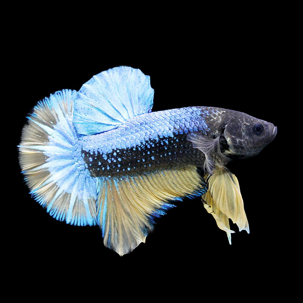 （熱帯魚）一点物　ベタ・ハーフムーンプラカット　マスタード　オス（1匹）　北海道・九州航空便要保温　関東当日便