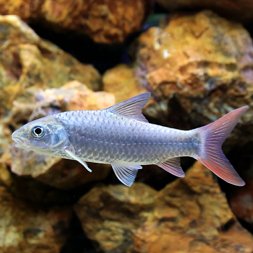 （熱帯魚）ラベオバルブルスsp．マラガラシ（1匹）　北海道・九州航空便要保温