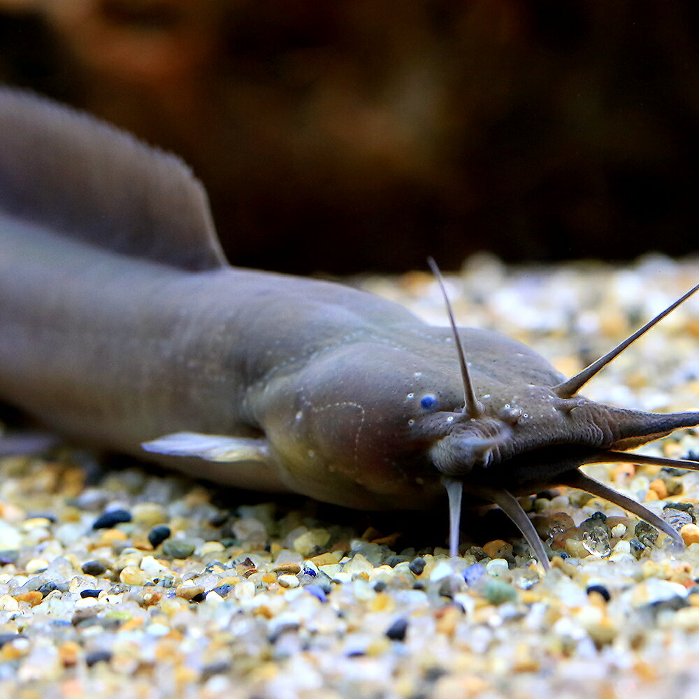（熱帯魚）アフリカンイールキャット（胸鰭ありタイプ）（1匹）　北海道・九州航空便要保温