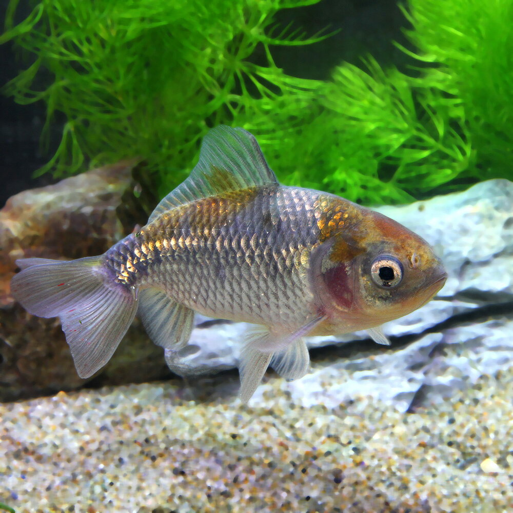 （国産金魚）青紅葉和金　三つ尾〜四つ尾（1匹）