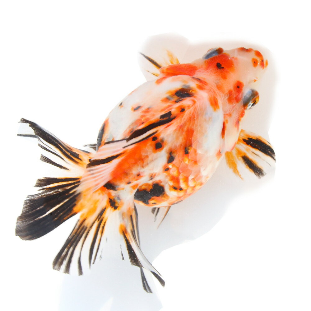 （金魚）一点物　ダルマ琉金　15cm±（中国産）（1匹）　関東当日便