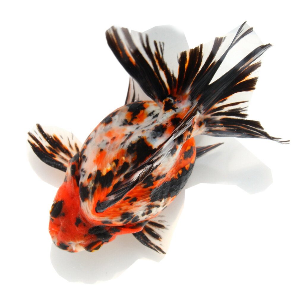 （金魚）一点物　ダルマ琉金　15cm±（中国産）（1匹）　関東当日便