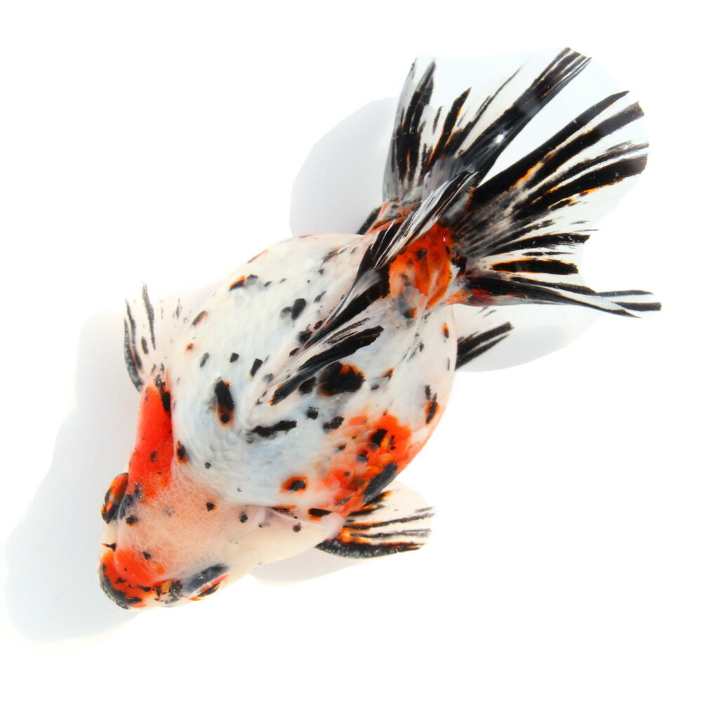 （金魚）一点物　ダルマ琉金　13cm±（中国産）（1匹）　関東当日便