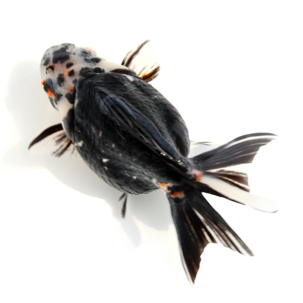 （金魚）一点物　ダルマ琉金　15cm±（中国産）（1匹）　関東当日便