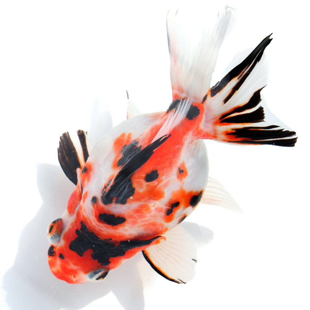 （金魚）一点物　ダルマ琉金　13cm±（中国産）（1匹）　関東当日便